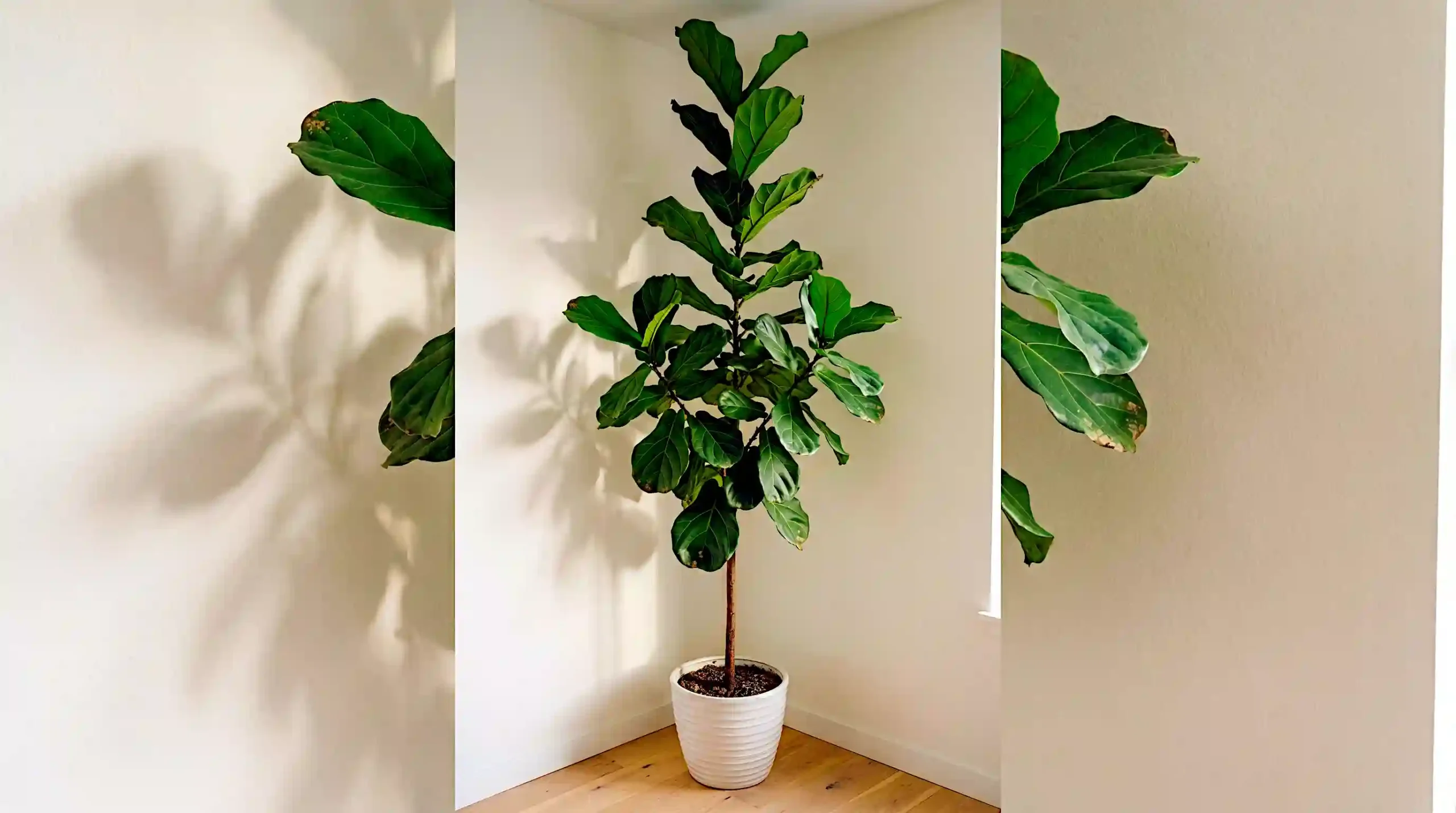 Tall fiddle leaf fig in a white ribbed ceramic pot placed in the corner of a small white-walled apartment living room